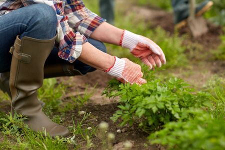 senior woman working in garden or at summer farmの写真素材