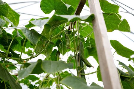 close up of cucumber growing at greenhouseの写真素材