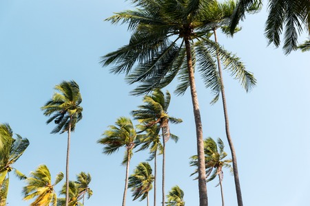 green palm trees ove blue sky
