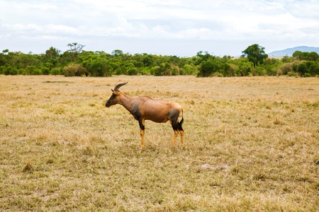 topi antelope grazing in savannah at africaの写真素材
