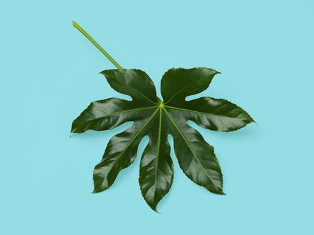 nature, organic and botany concept - green leaf on blue backgroundの写真素材