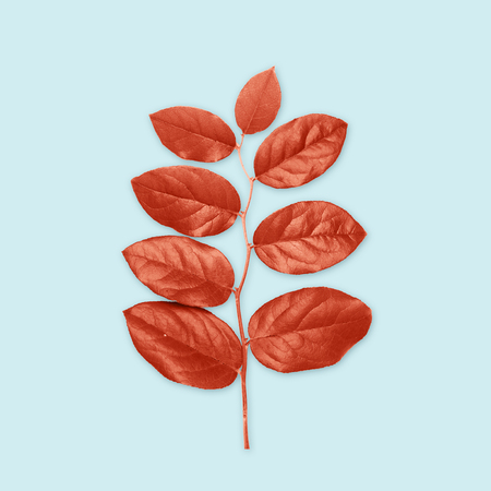 nature, organic and botany concept - red leaves on blue backgroundの写真素材