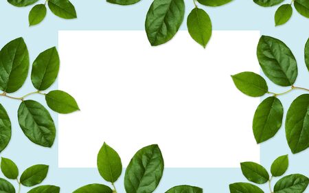 nature, organic and botany concept - white blank space and green leaves on blue background