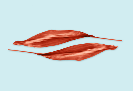 red leaves on blue backgroundの写真素材