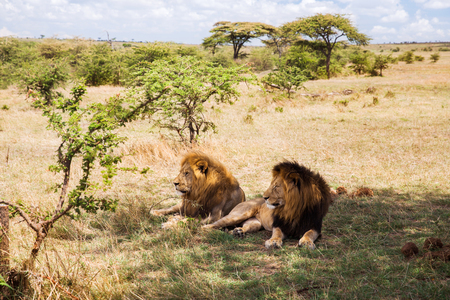 male lions resting in savannah at africa male lions resting in savannah at africa