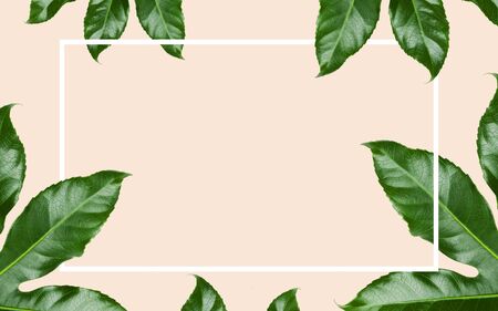 nature, organic and template concept - green leaves with blank space inside rectangular frame over...