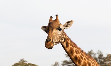 giraffe in africaの写真素材