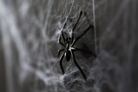 halloween decoration of black toy spider on cobwebの写真素材