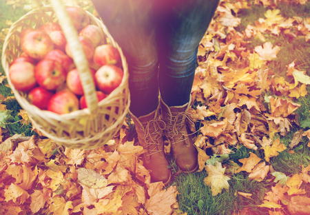 woman with basket of apples at autumn gardenの写真素材
