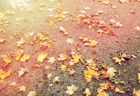 fallen autumn maple leaves on ground