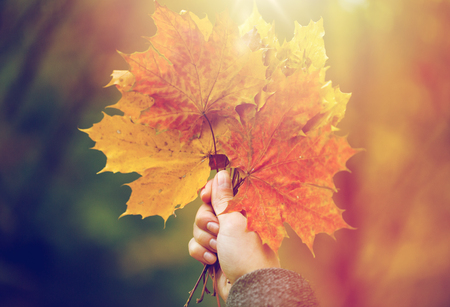 close up of woman hands with autumn maple leavesの写真素材