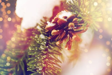 fir branch with snow and cone in winter forestの写真素材