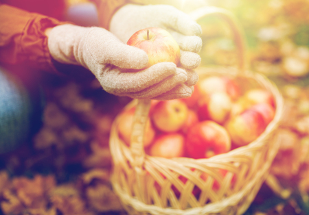 woman with basket of apples at autumn gardenの写真素材