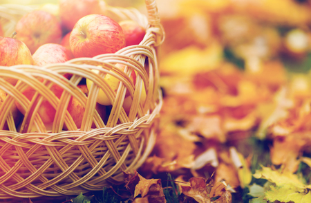farming, gardening, harvesting and people concept - close up of wicker basket with ripe red apples at autumn gardenの写真素材
