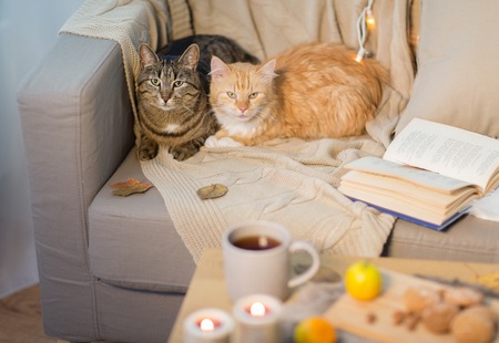 two cats lying on sofa at homeの写真素材