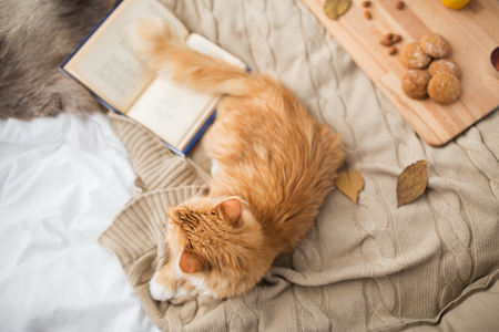 red tabby cat lying on blanket at home in winterの写真素材