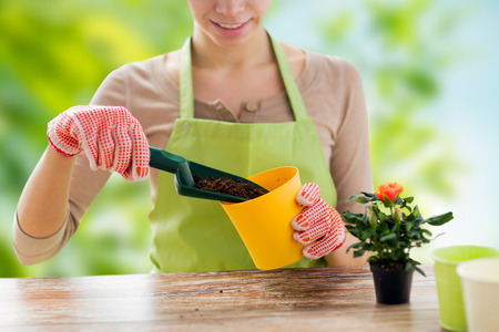 close up of female gardener planting rose flowerの写真素材