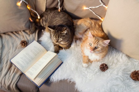 two cats lying on sofa with book at homeの写真素材