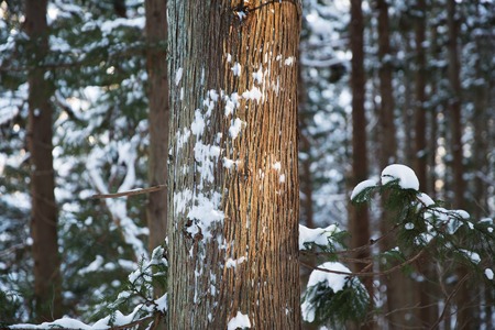 Winter forest in Japanの写真素材