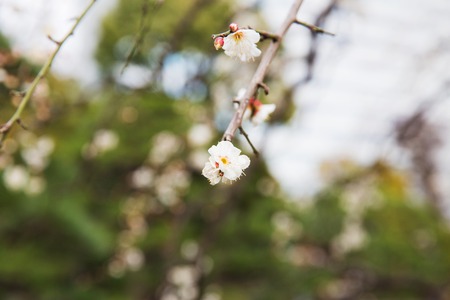 close up of beautiful sakura tree blossomsの写真素材