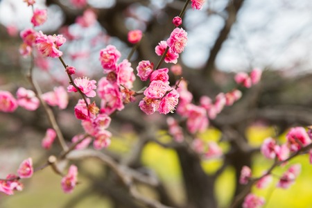 close up of beautiful sakura tree blossoms at parkの写真素材