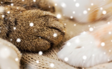 close up of paws of two cats on blanket over snowの写真素材