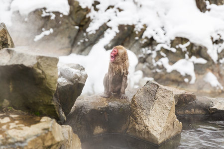 japanese macaque or snow monkey in hot springの写真素材