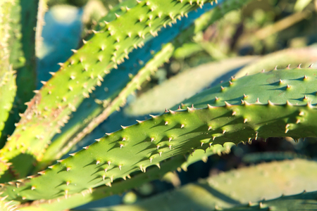 close up of aloe plant growing outdoorsの写真素材