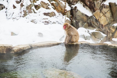 japanese macaque or snow monkey in hot springの写真素材