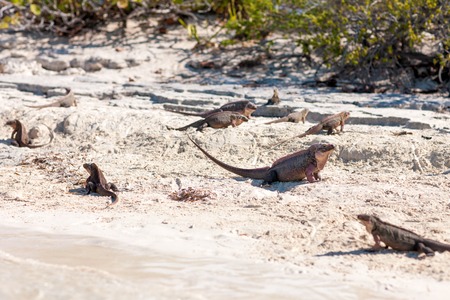exuma island iguanas in the bahamasの写真素材