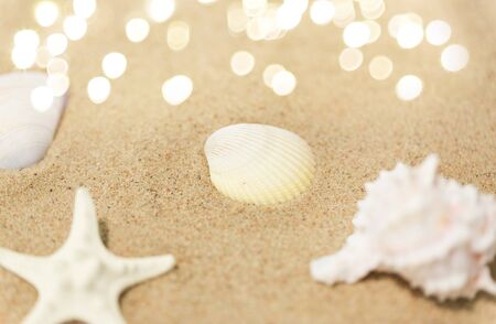 seashells on beach sand
