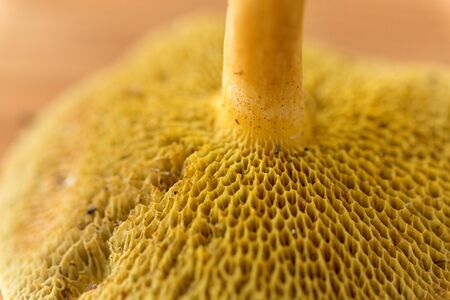 Close up of suillus bovinus mushroom