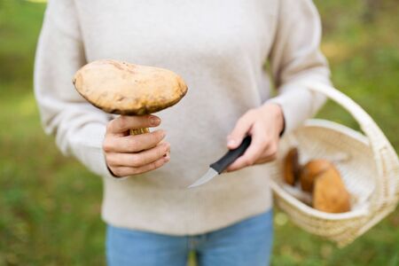 Woman with basket picking mushrooms in forest