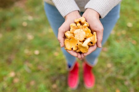 close up of woman hands with mushrooms in forestの写真素材