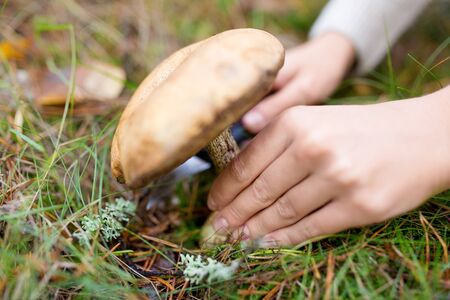 hands picking mushroom in autumn forestの写真素材