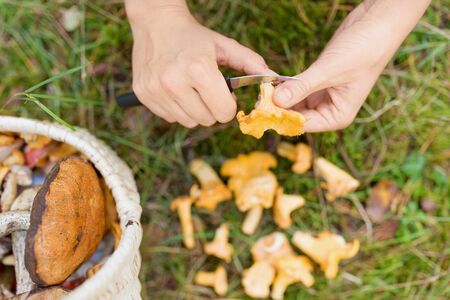Woman's hands with mushrooms and basket in forestの写真素材