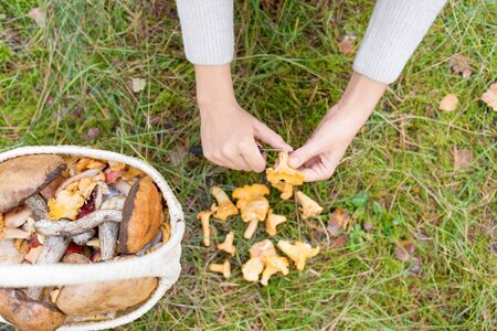 Season, nature and leisure concept - female hands cleaning chanterelles by knife and basket of mushrooms on grass in forestの写真素材