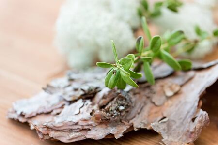 close up of cowberry plant and pine tree barkの写真素材