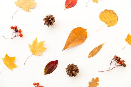 nature, season and botany concept - different dry fallen autumn leaves, rowanberries and pine cones on white backgroundの写真素材