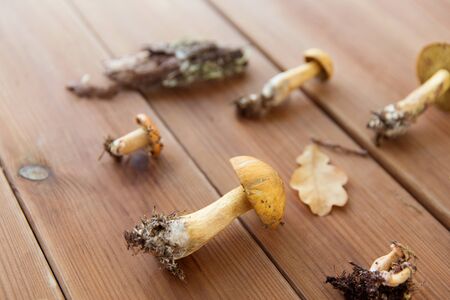 variegated bolete mushrooms on wooden background