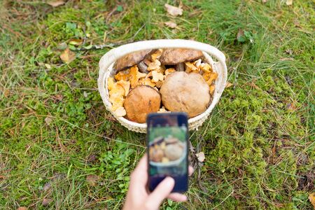 woman photographing mushrooms by smartphone