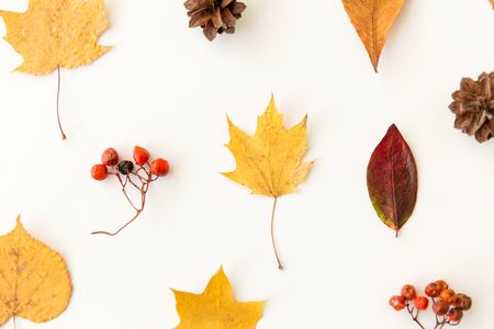 dry autumn leaves, rowanberries and pine conesの写真素材