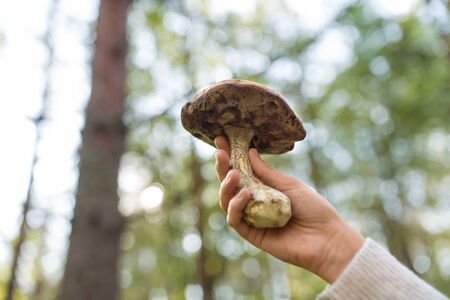 close up of female hand with mushroom in forestの写真素材