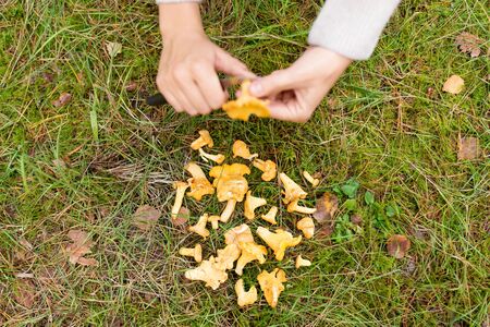 hands cleaning mushrooms by knife in forestの写真素材