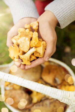 Hands with mushrooms and basket in forestの写真素材