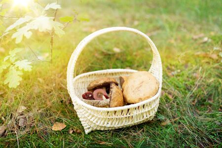Basket of mushrooms in autumn forestの写真素材