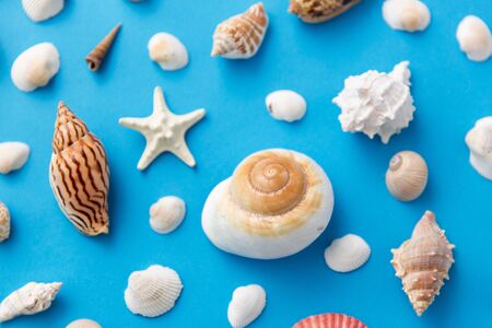 different sea shells on blue background