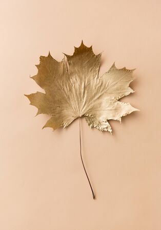 golden maple leaf on beige backgroundの写真素材