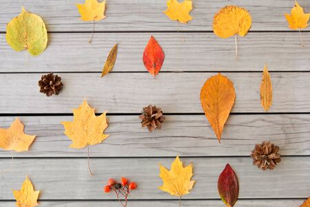 dry autumn leaves, rowanberries and pine cones