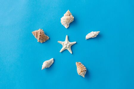 different sea shells on blue background